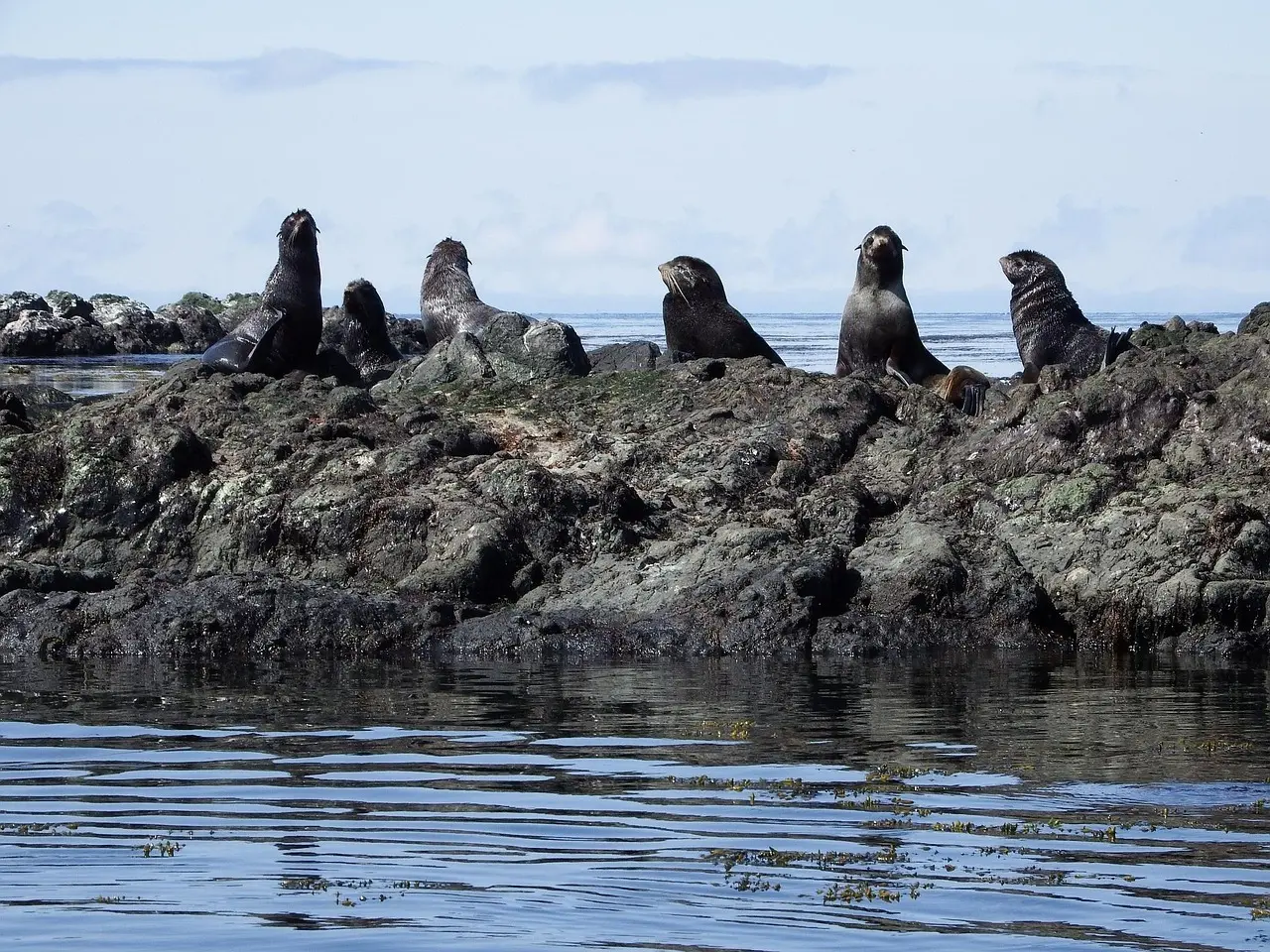 Medvirkende i Seal Team