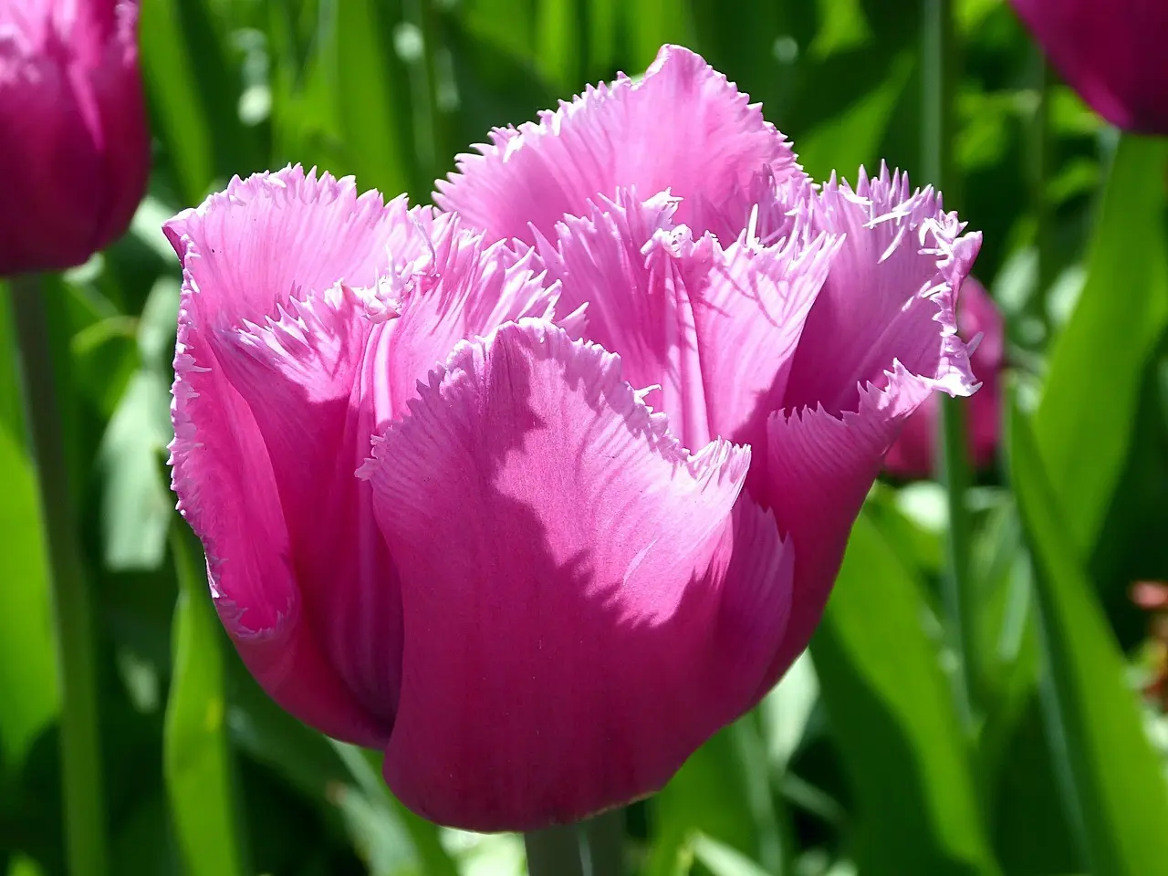 Hvor kan jeg se tulipaner nær Rotterdam?