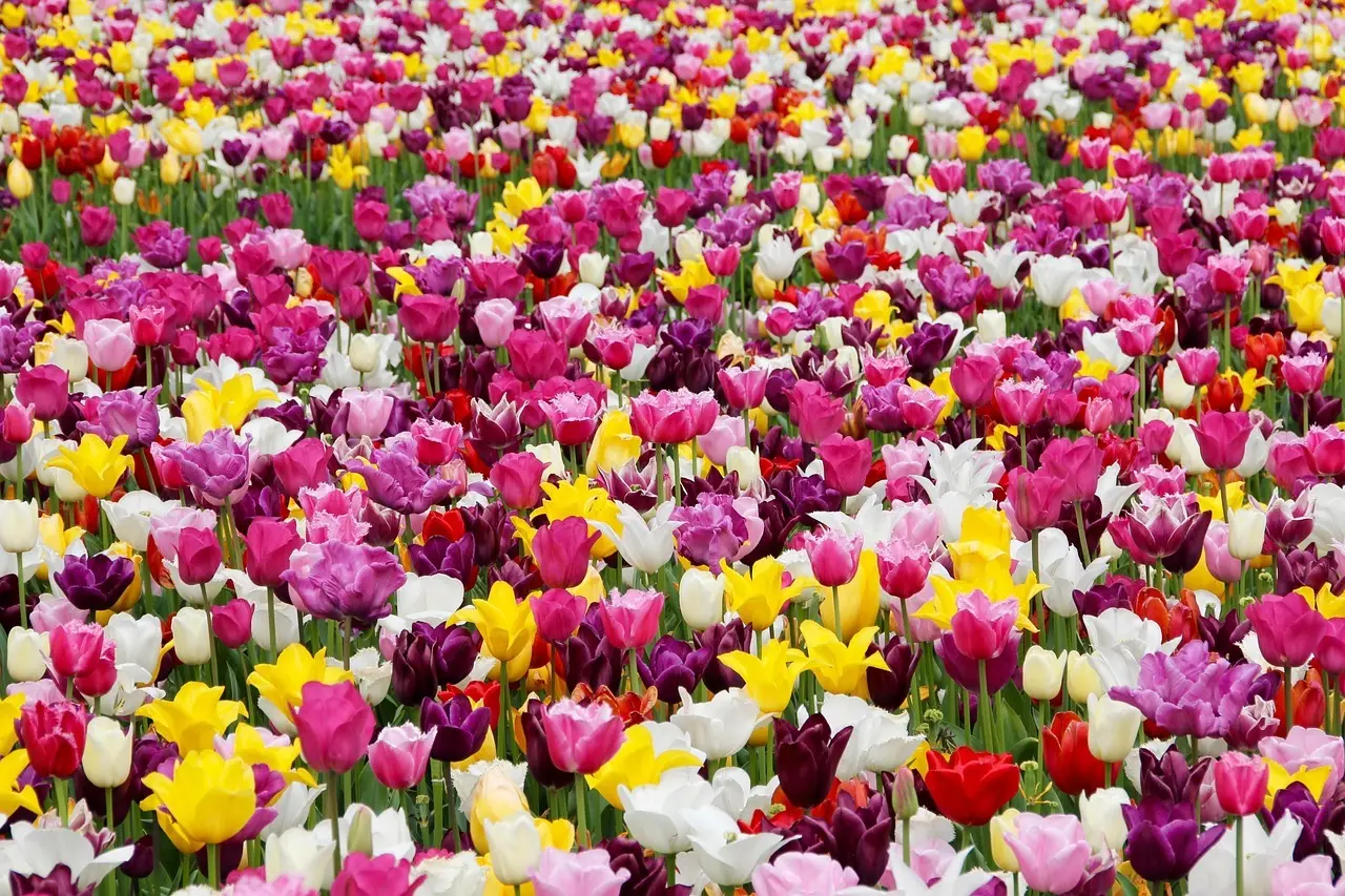 Hvornår blomstrer tulipanmarkerne omkring Lisse?