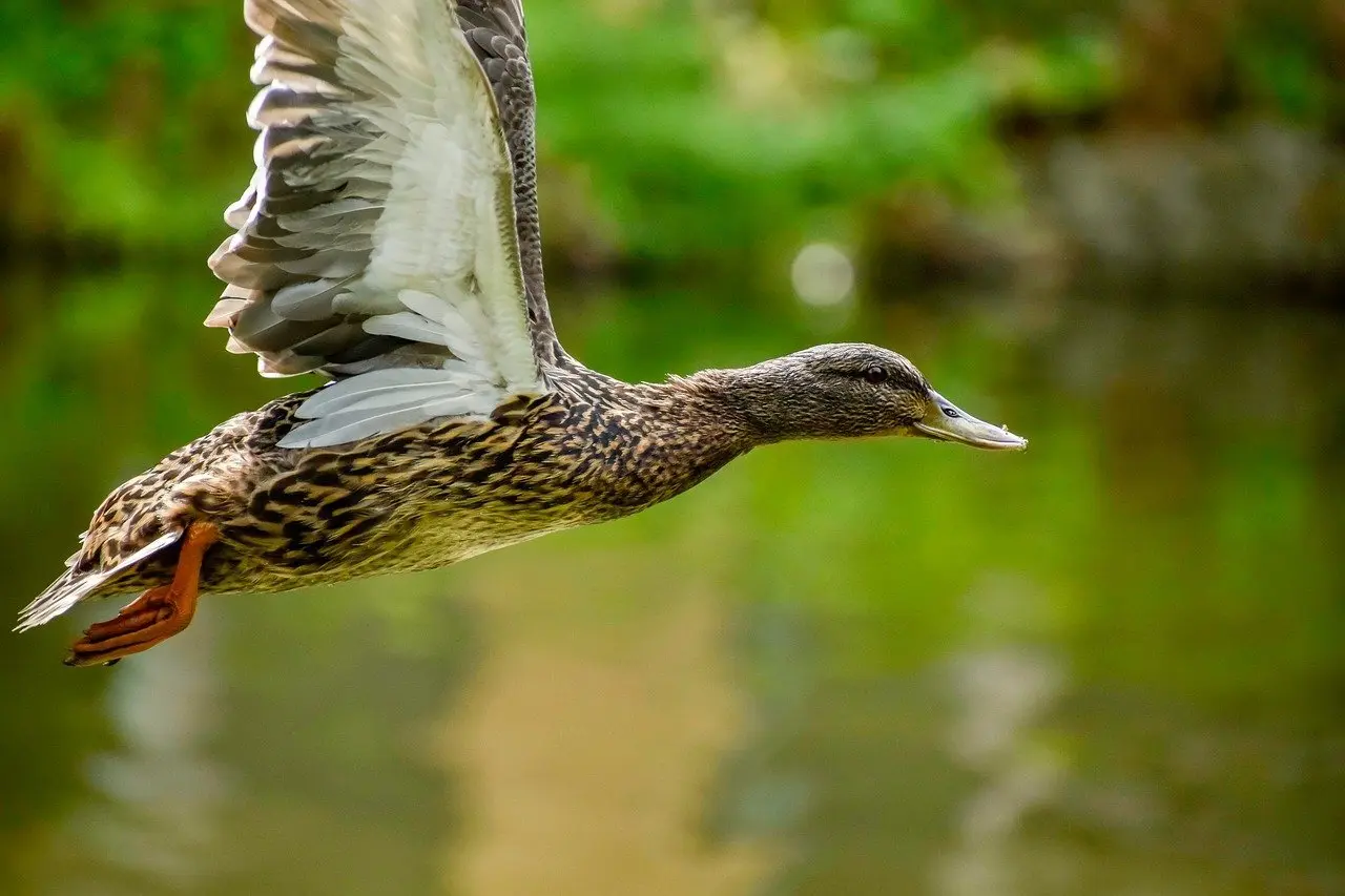 Krydsord opslag til Protein
