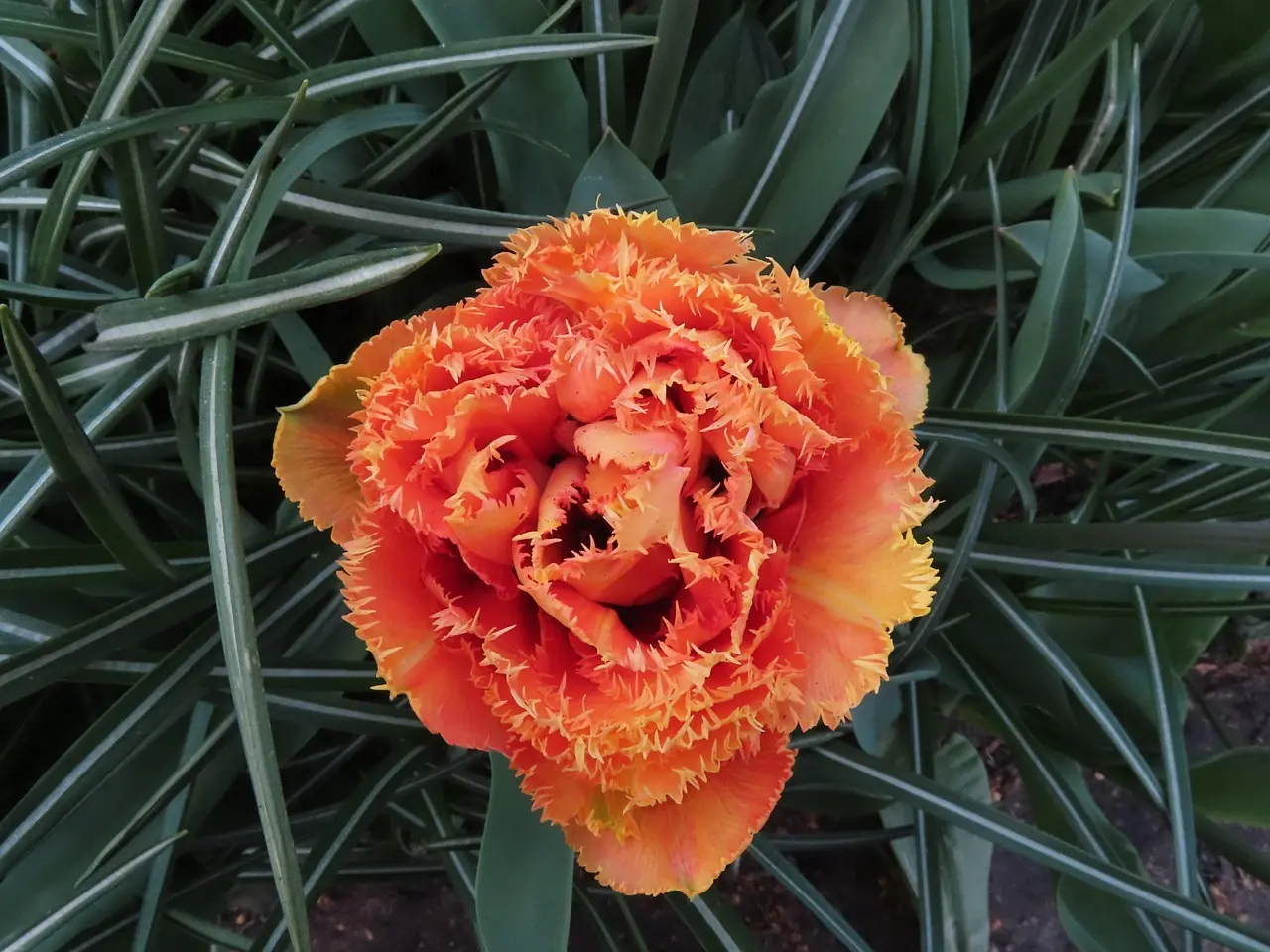 Sådan oplever du Keukenhof uden lange køer